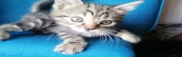 Mixed Breed cats for sale: Adorable kittens  - 8 weeks old - various colours in Chertsey - Advert 23