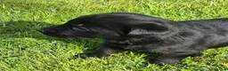 Sheprador dogs for sale: Sheprador puppys - Advert 6