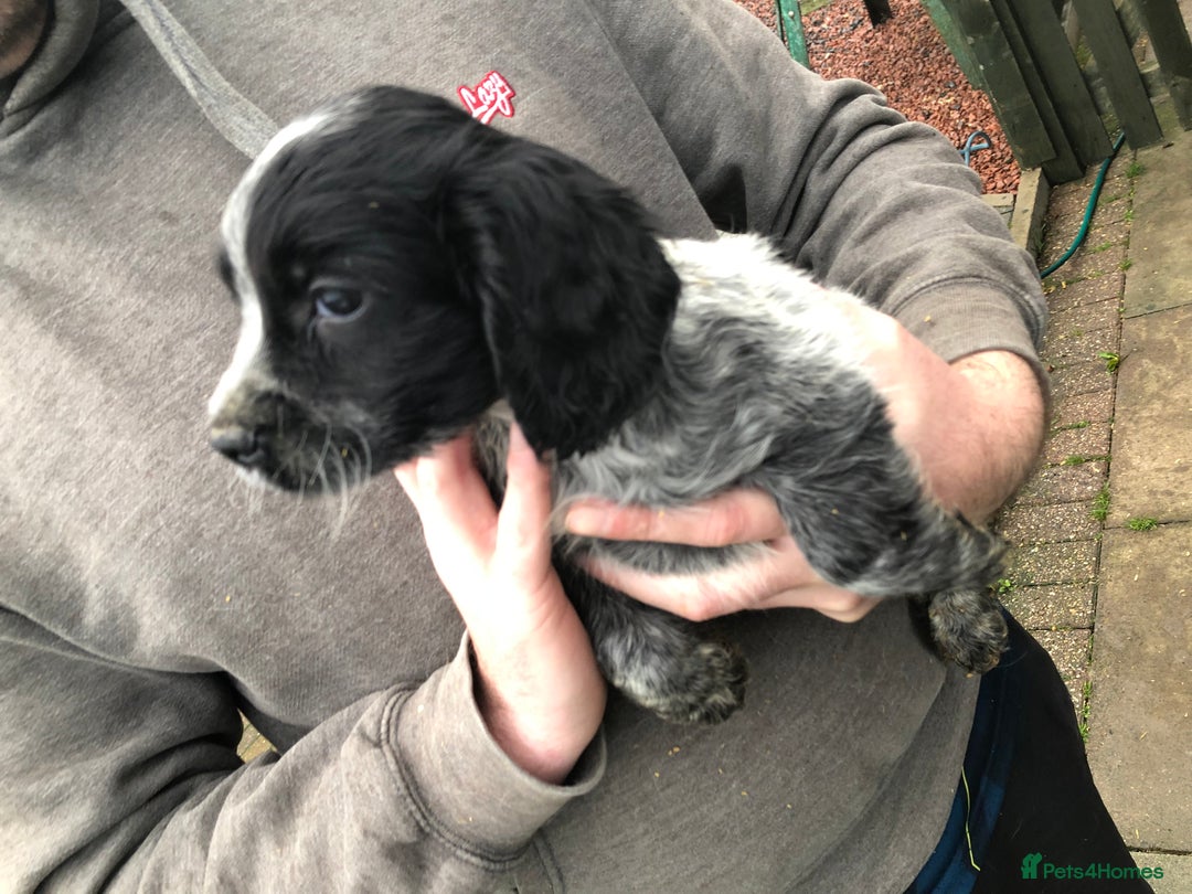 Cocker Spaniel dogs for sale: Fantastic litter of cocker spaniels - Image 4
