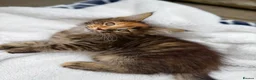 Maine Coon cats for sale: Pure breed beautiful main coon kitten  - Advert 17
