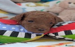 Cavapoo dogs for sale: F1B Deep Fox Red High Quality DNA Clear Puppy  - Image 8