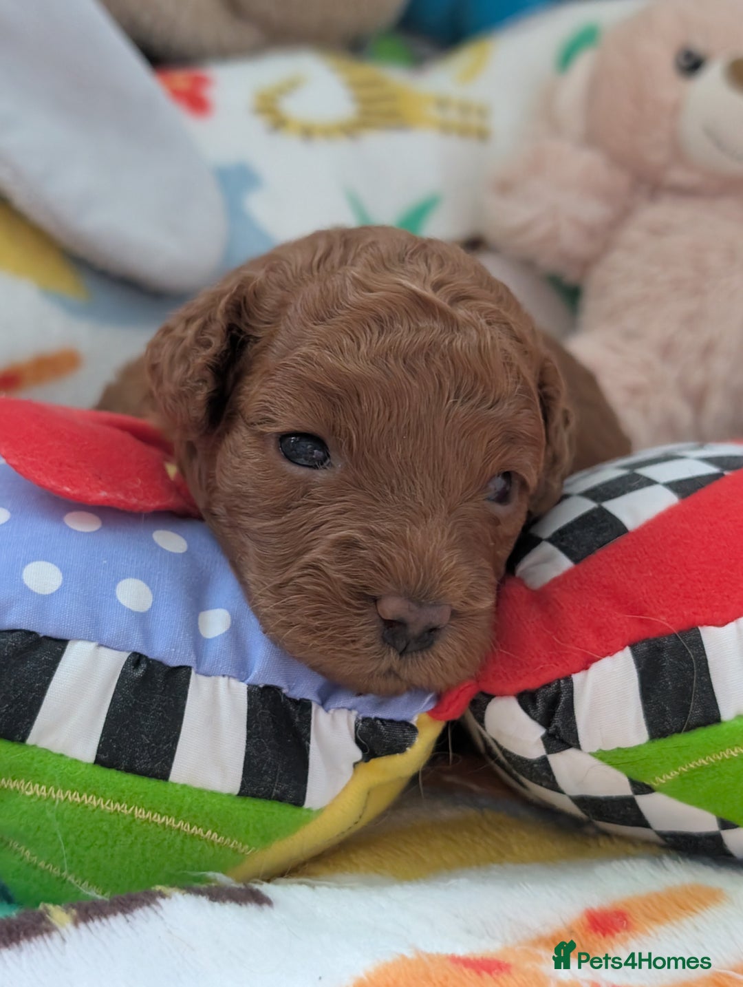Cavapoo dogs for sale: F1B Deep Fox Red High Quality DNA Clear Puppy  - Image 8