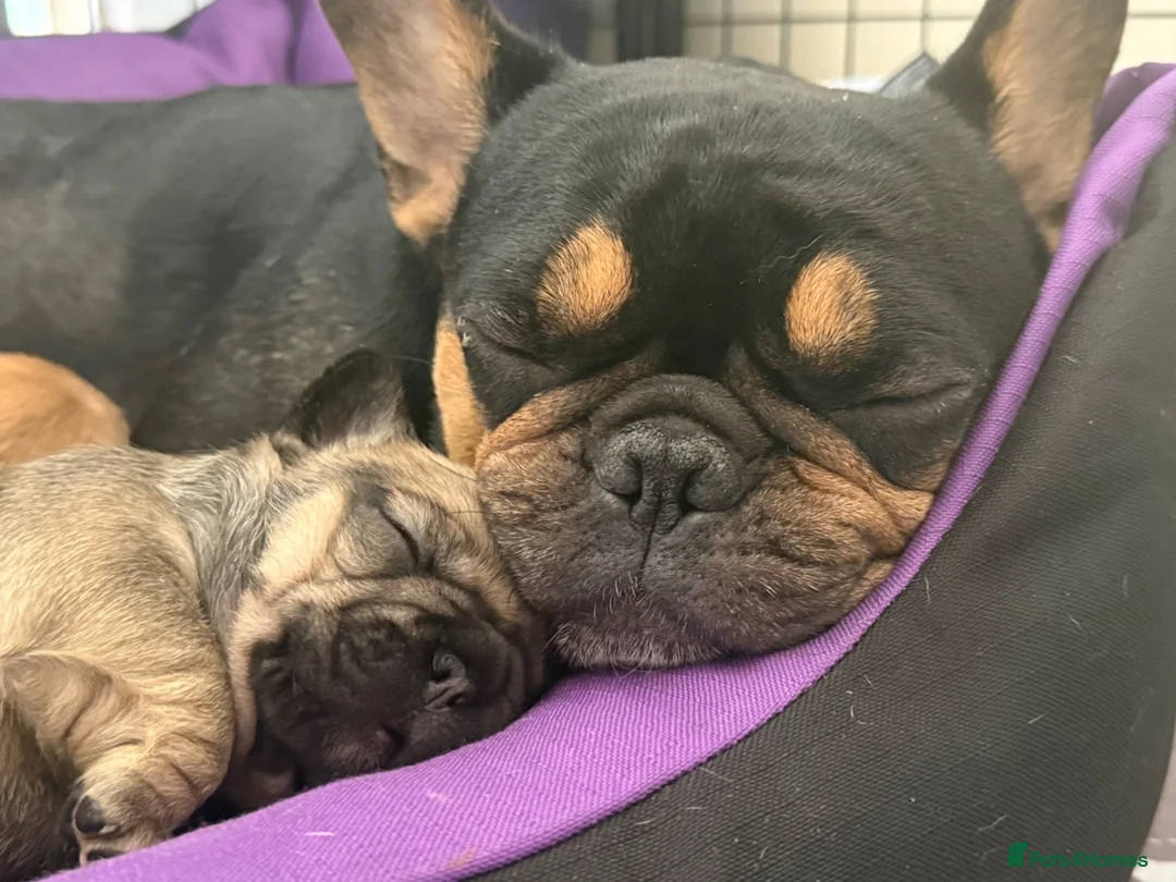 French Bulldog dogs for sale: TOP QUALITY KC REG FRENCH BULLDOG PUPPIES(HEALTHT) - Advert 40