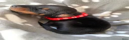 Dobermann dogs for sale: KC REGISTERED DOBERMAN PUPPIES - Advert 11