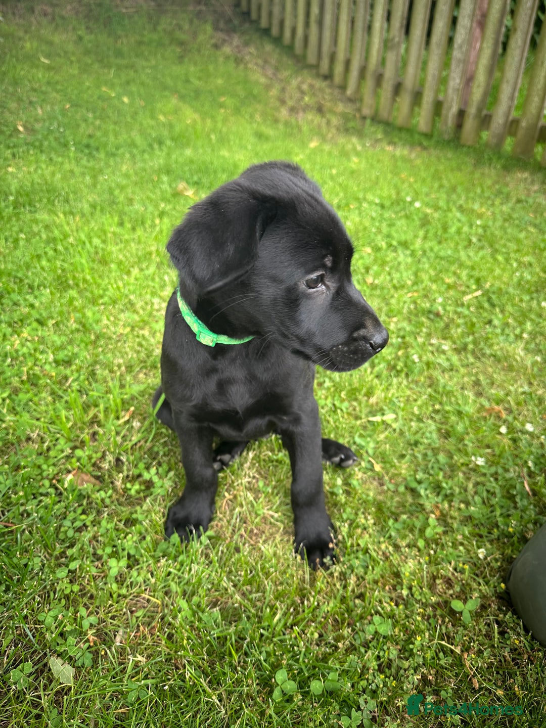 Labrador Retriever dogs for sale: Beautiful male Labrador pups - Image 6