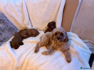 Cavapoo dogs Female Cavapoo - Advert 3