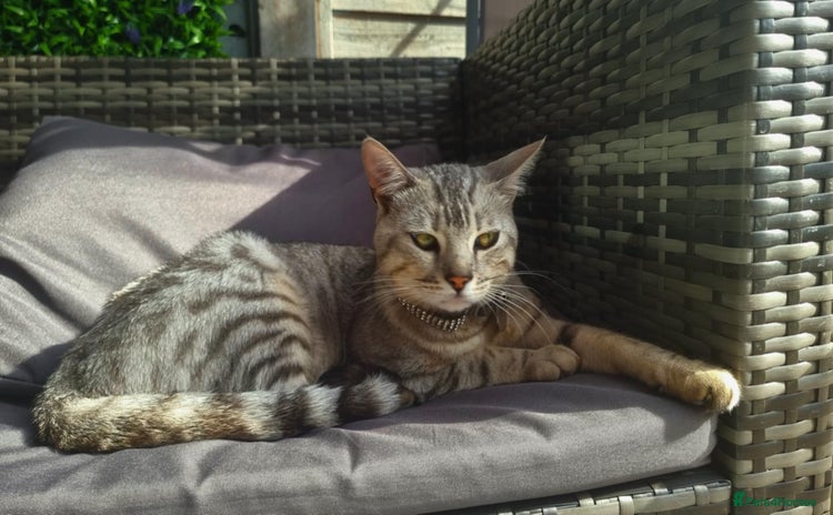 Bengal cats - Advert 4