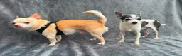 Chihuahua dogs for adoption: 💙ARMANI & 💙GUCCI – TWO HEARTS ONE BOND in Peterborough - Advert 8