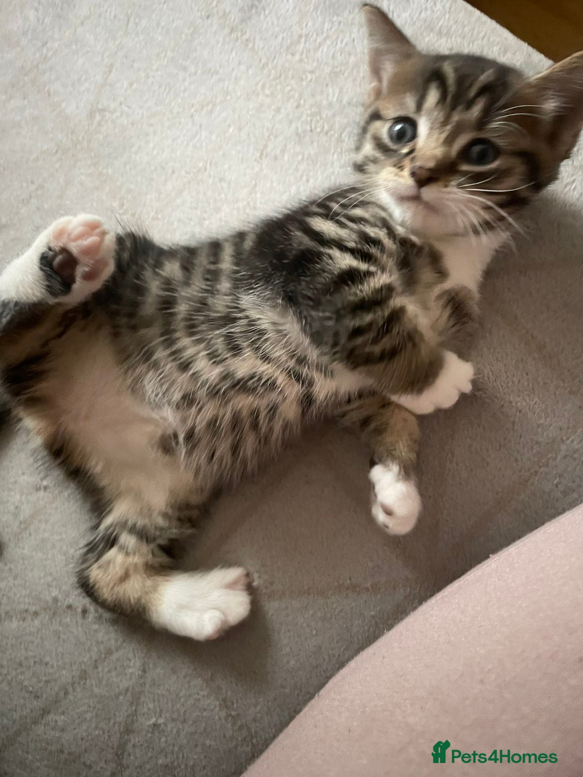 Mixed Breed cats for sale: Sweet kitty for sale 🩷🩷🩷 - Advert 7