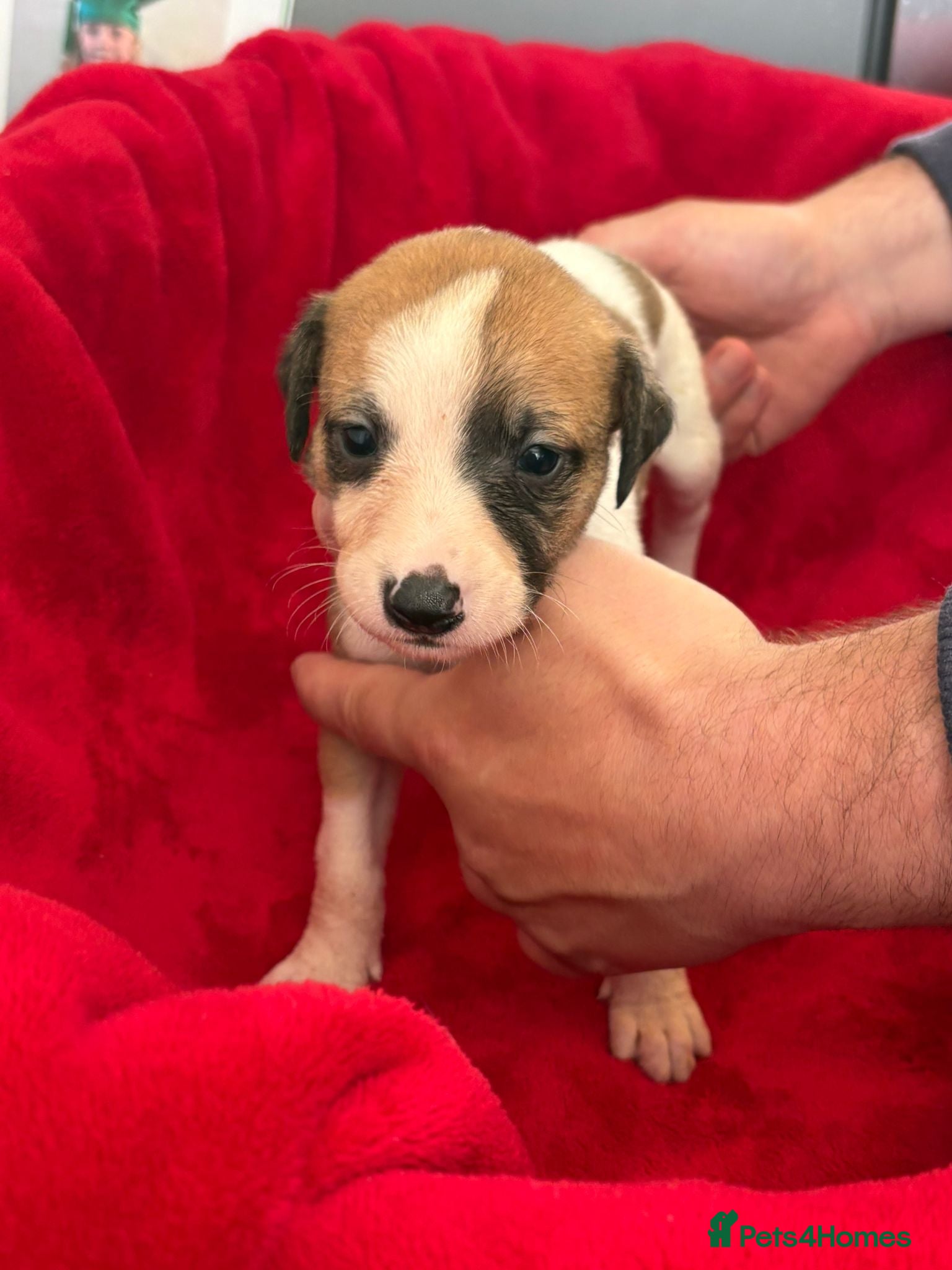 Mixed Breed dogs for sale: Saluki whippet greyhound - Advert 5