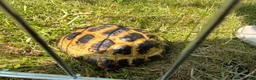 Tortoise reptiles for sale: Horsfield tortoise in Stockton-on-Tees - Advert 3