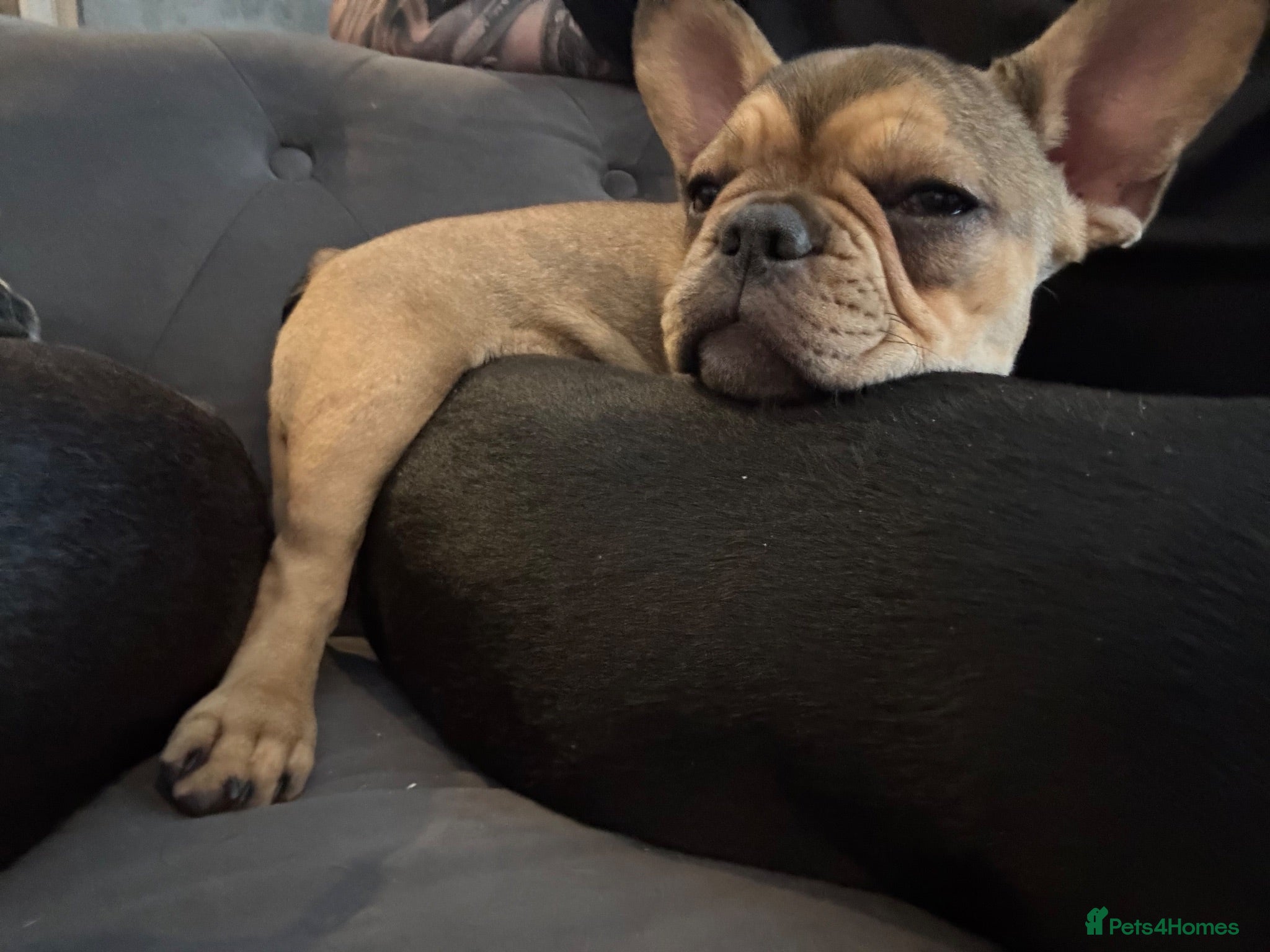 French Bulldog dogs 🐾Last 2  beautiful girls🐾 - Advert 1