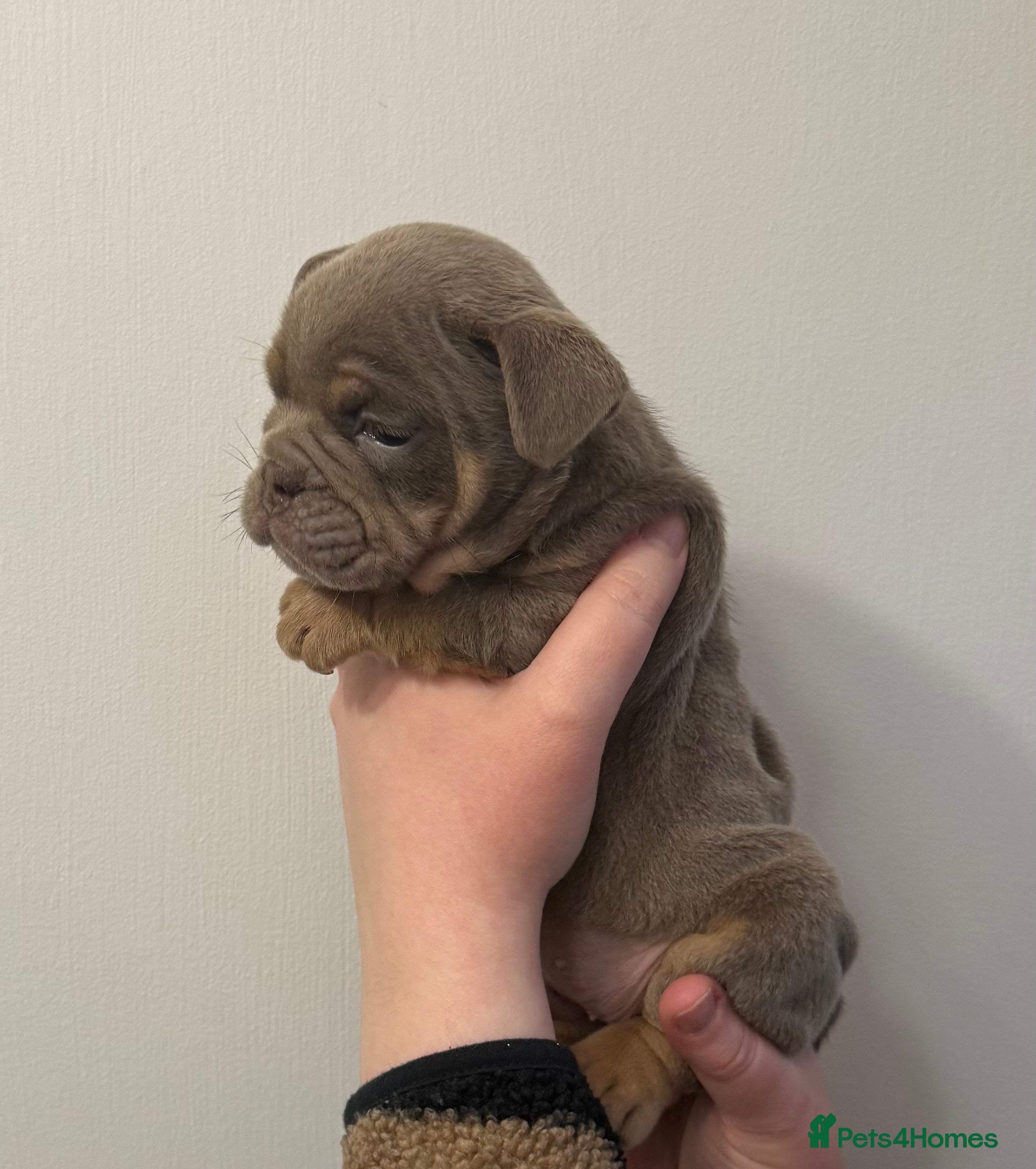 English Bulldog dogs Lilac Merle female English bulldog puppies  - Advert 6