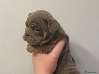 English Bulldog dogs Lilac Merle female English bulldog puppies - Advert 2