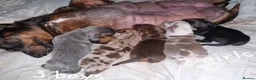 Dachshund dogs for sale: Miniature dauchshound  - Advert 24