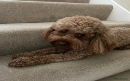 Cavapoo dogs for sale: A special boy in need of a special home  - Image 2