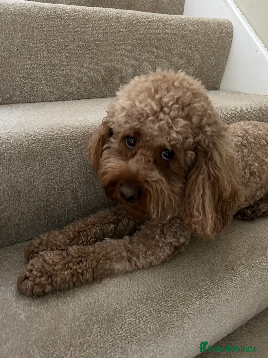 Cavapoo dogs for sale: A special boy in need of a special home  - Image 2