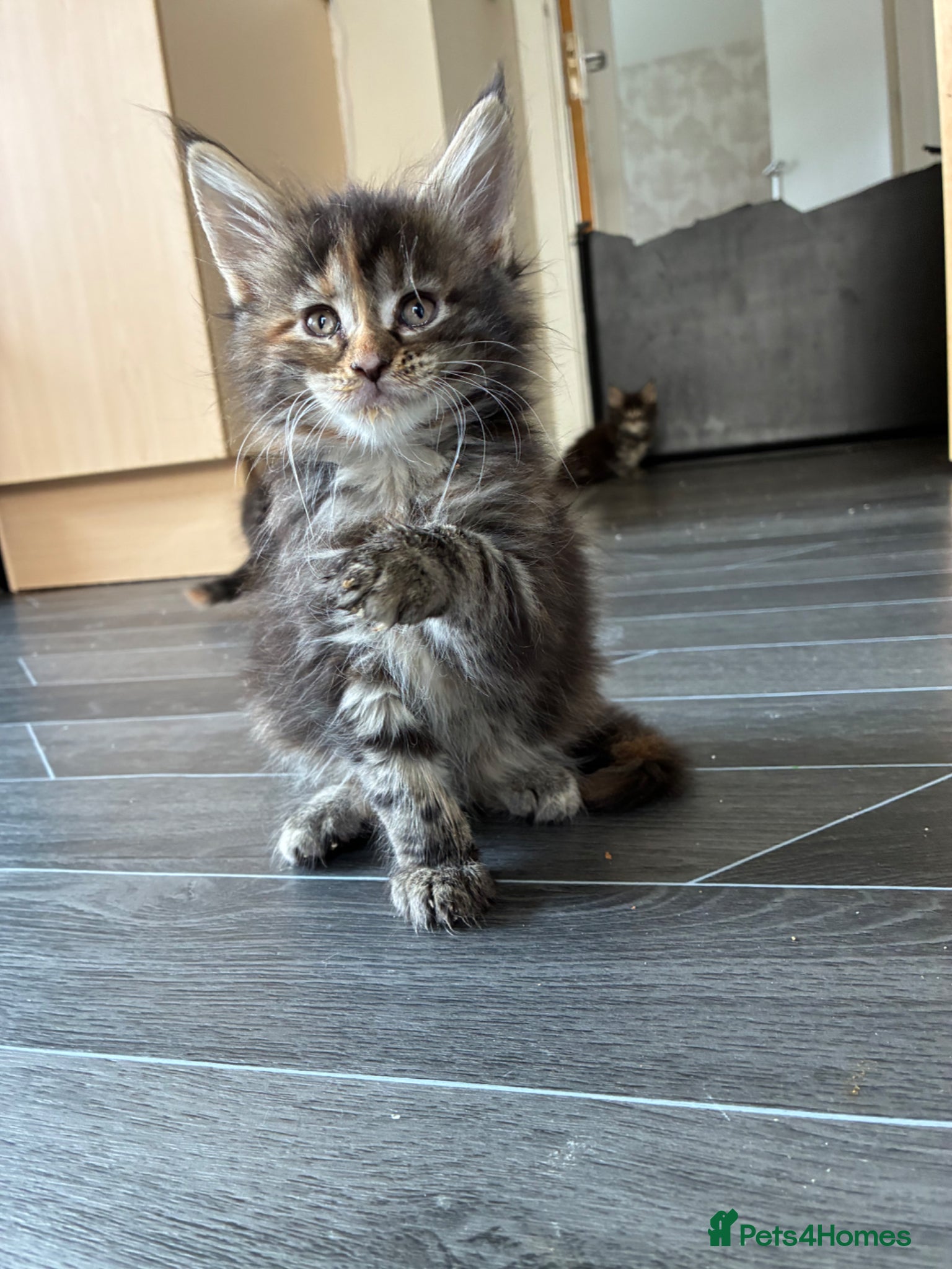 Maine Coon cats Maine coon kittens  - Advert 3