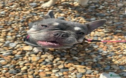 French Bulldog dogs for sale: 2 year old French Bulldog  - Advert 6