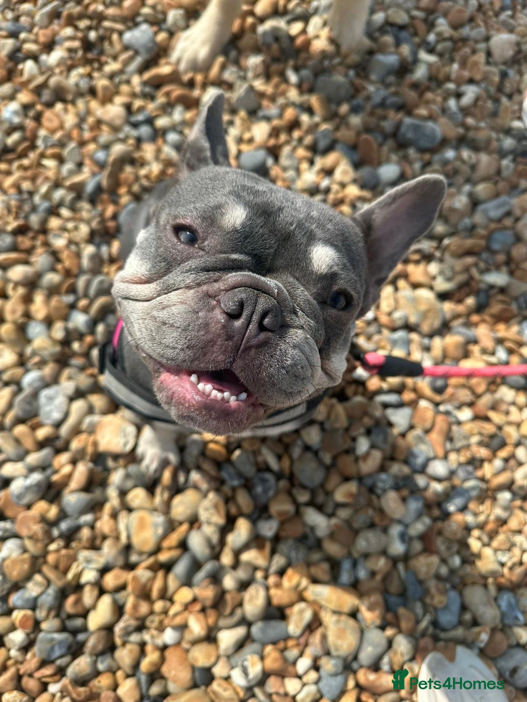 French Bulldog dogs for sale: 2 year old French Bulldog  - Advert 6