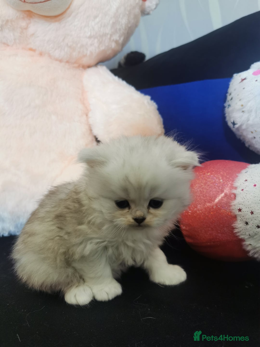 Scottish Fold cats for sale: Scottish Fold/Straight Kittens  - Image 20