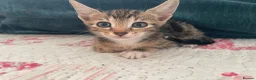 Siamese cats for sale: Siamese x Maine coon kittens - Advert 7