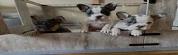 French Bulldog dogs for sale: KC Registered French Bulldogs - Advert 2