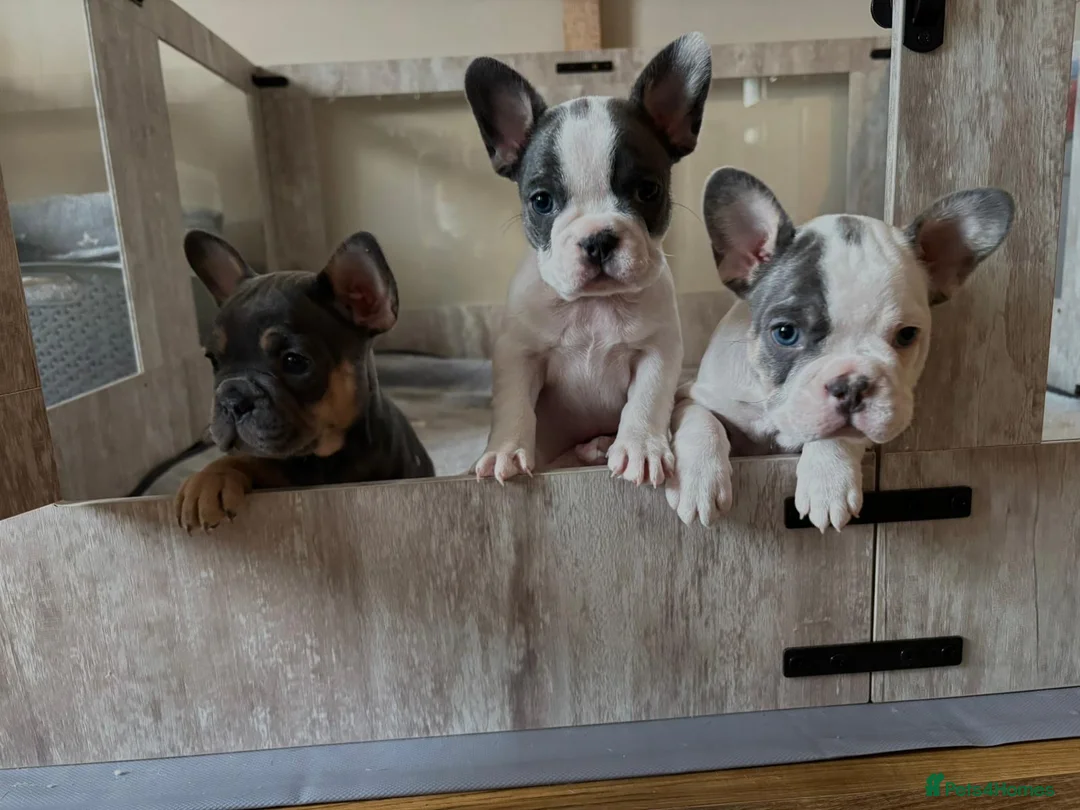 French Bulldog dogs for sale: KC Registered French Bulldogs - Advert 2