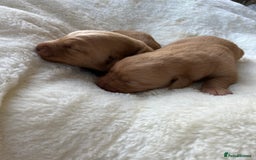 Labrador Retriever dogs for sale: KC Registered Fox Red Labrador puppies - Image 6