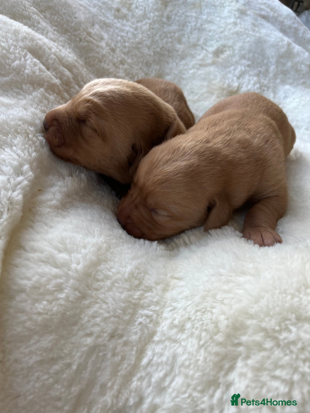 Labrador Retriever dogs for sale: KC Registered Fox Red Labrador puppies - Image 6