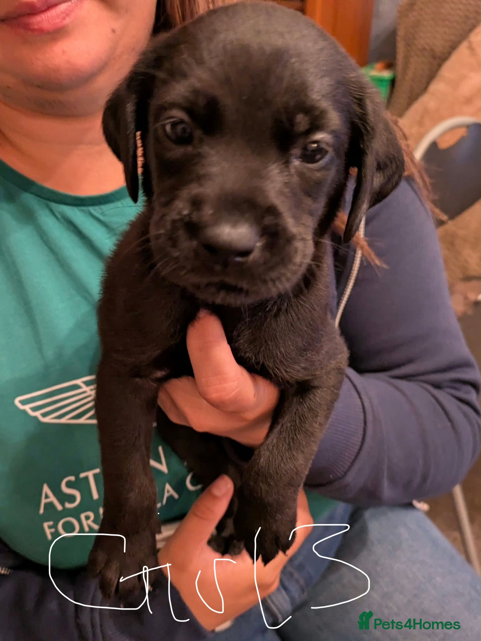 Mixed Breed dogs Stunning predominately black lab/rottie puppies - Advert 2