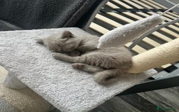 British Shorthair cats for sale: Lilac Girl British Shorthair - Image 2