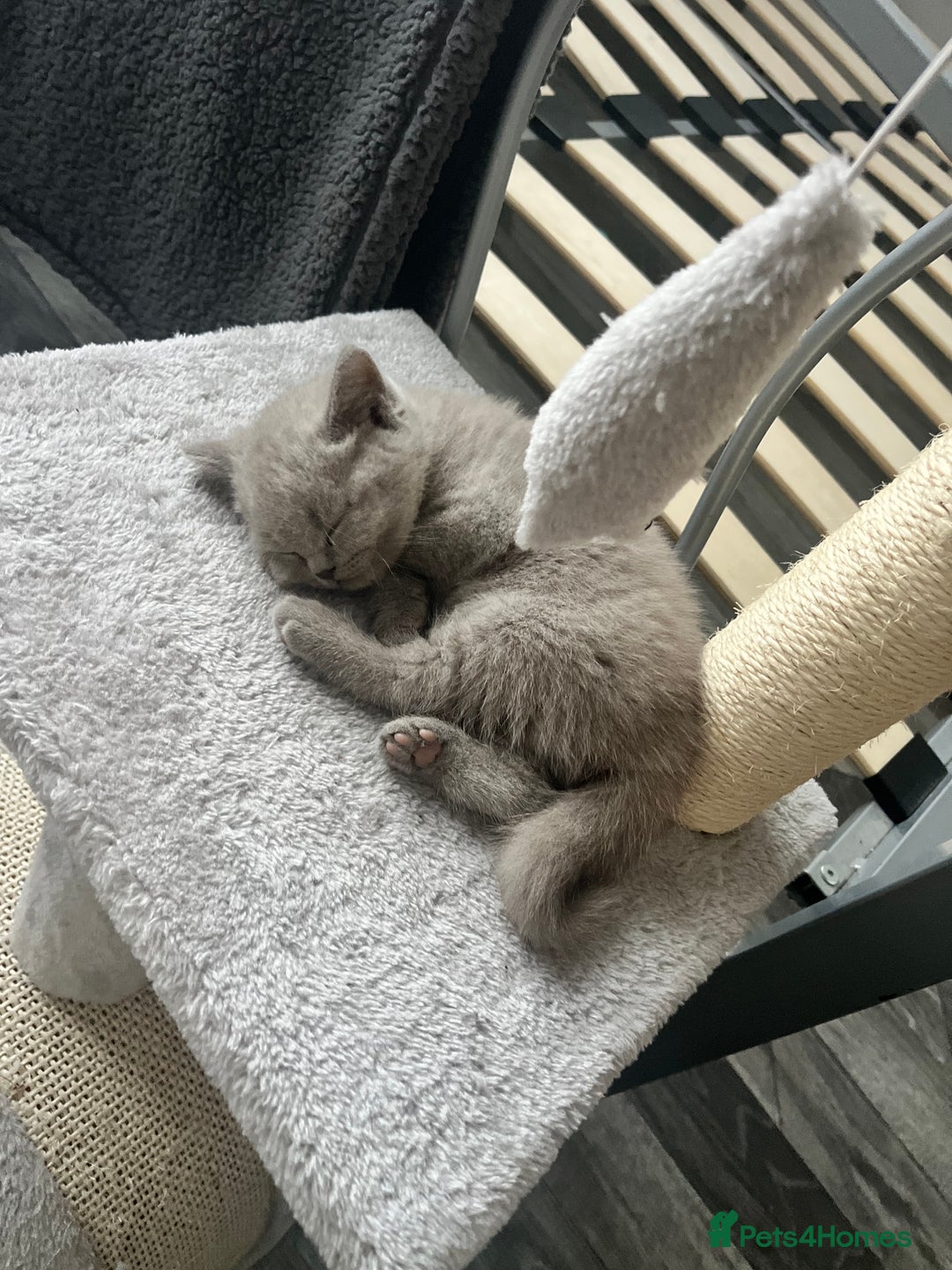 British Shorthair cats for sale: Lilac Girl British Shorthair - Image 2