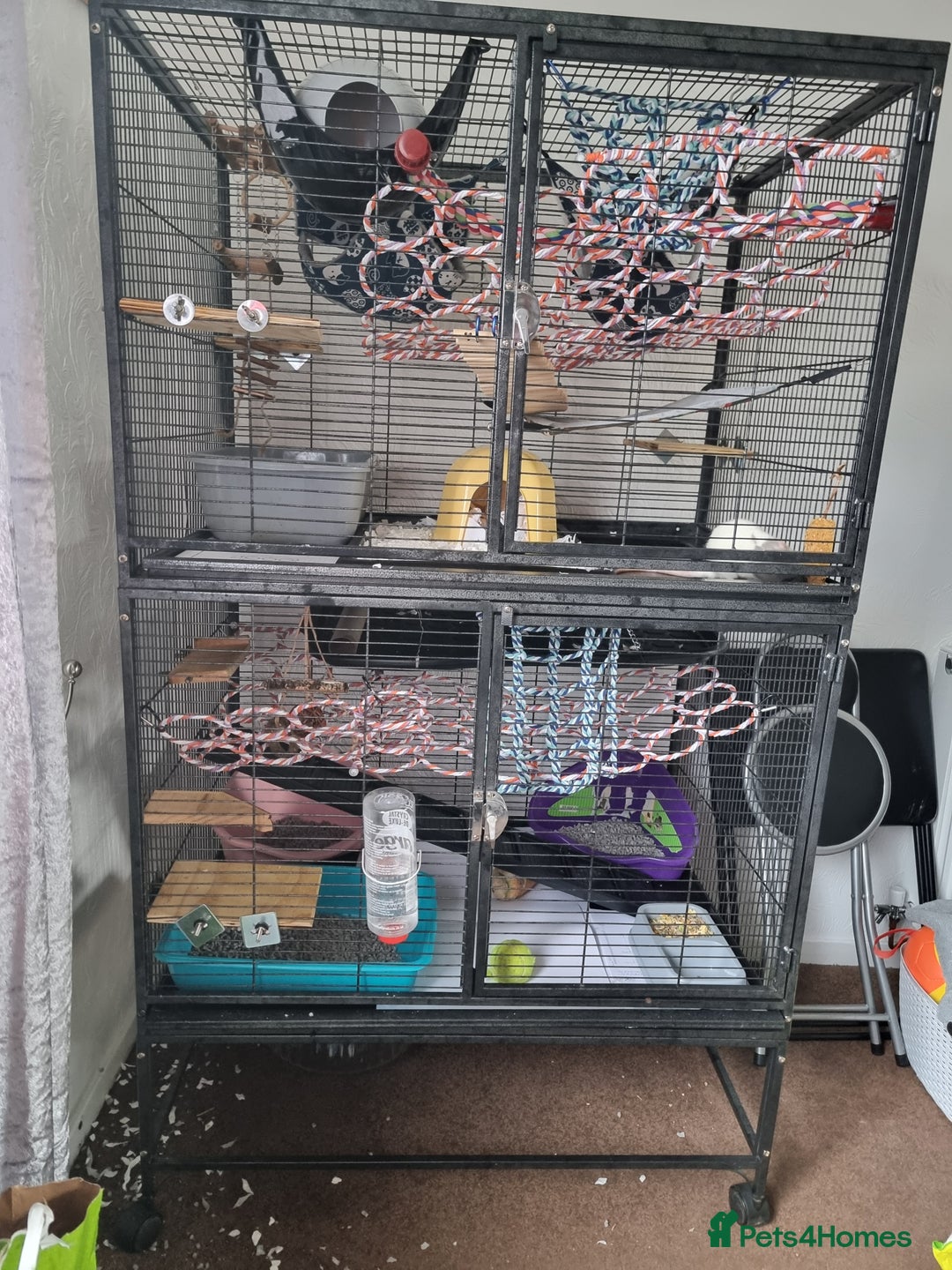 Rat rodents for sale: 4 young female rats with enclose for sale - Advert 3