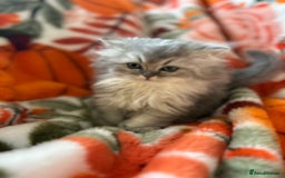 Scottish Fold cats for sale: Now Taking Reservations Scottish Straight  - Image 6