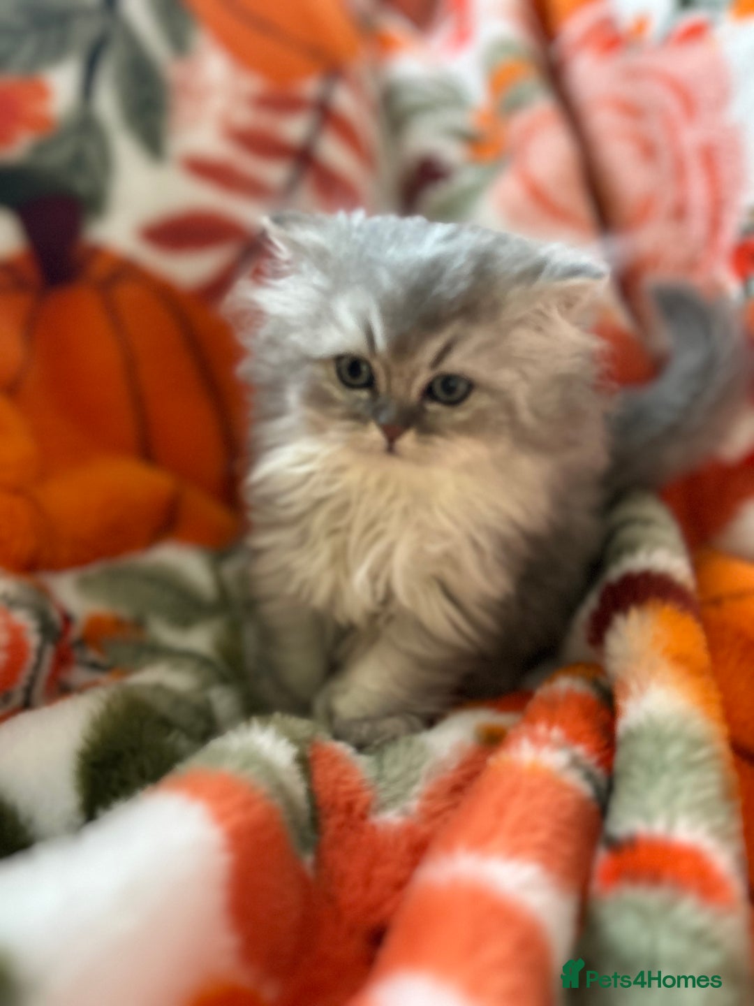 Scottish Fold cats for sale: Now Taking Reservations Scottish Straight  - Image 6