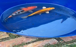 Koi Carp fish for sale: Two koi both about 26cm long  - Image 2