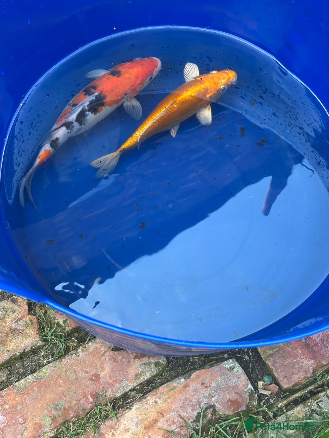 Koi Carp fish for sale: Two koi both about 26cm long  - Image 2