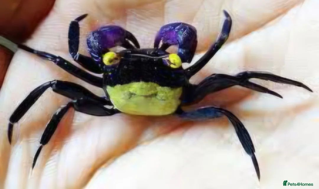 Crabs invertebrates for sale: Vampire Crabs  - Advert 2