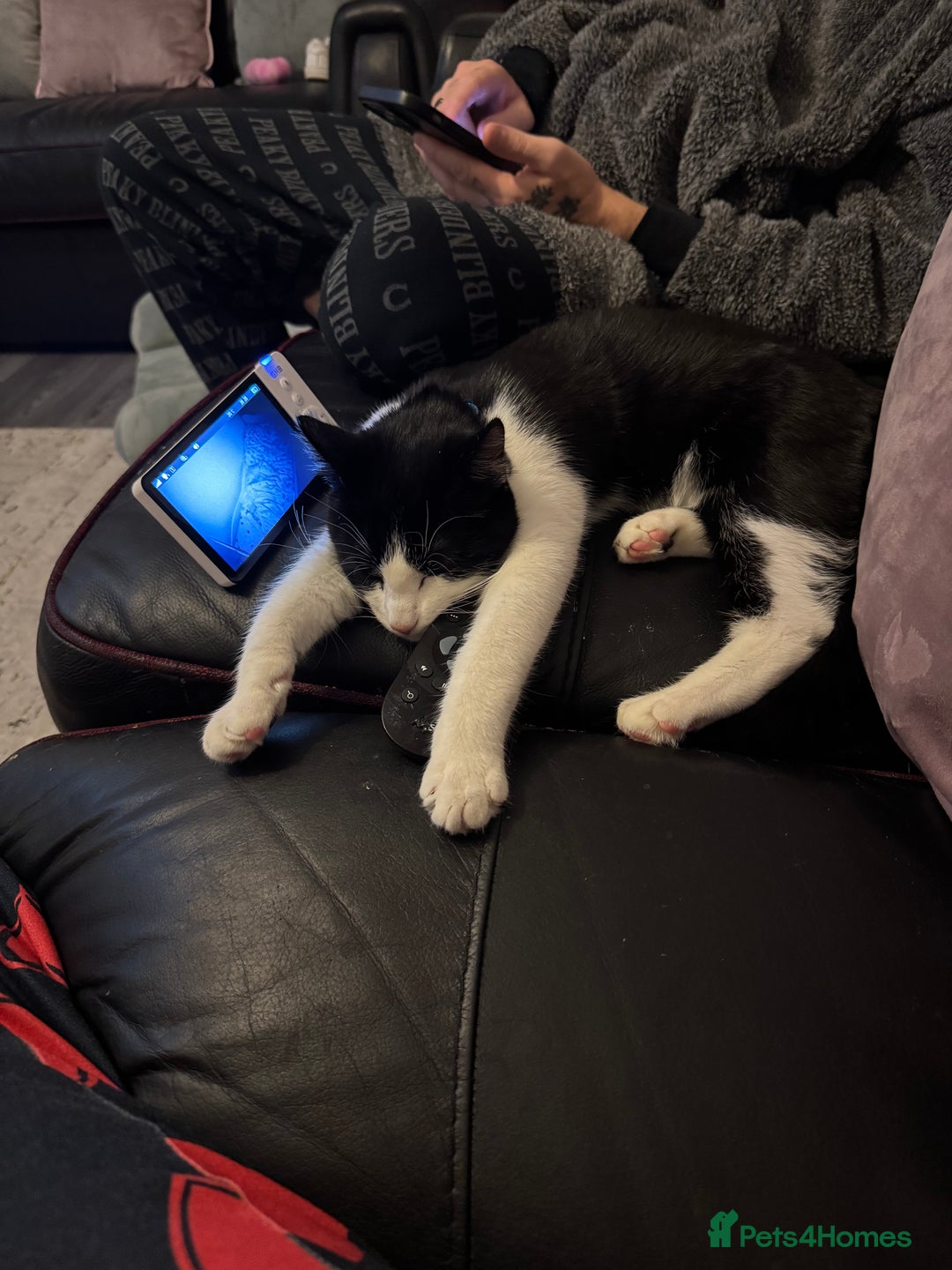 British Shorthair cats for sale: Male British short haired kitten 6months old - Advert 5