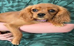 Cavalier King Charles Spaniel dogs for sale: Cavalier King Charles  - Image 4