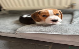 Beagle dogs for sale: Beagle puppies - Image 11