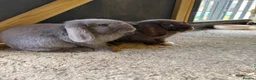 Mini Lop rabbits for sale: X2 mini lop sisters  in Worthing - Advert 3