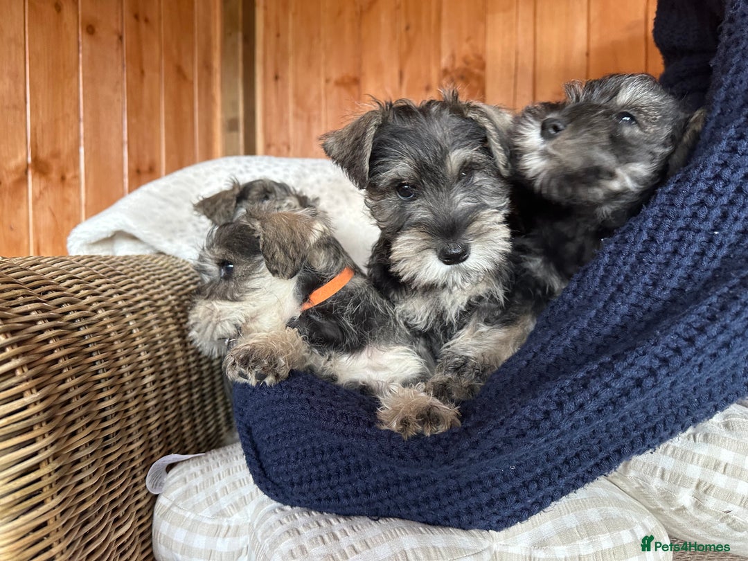 Miniature Schnauzer dogs for sale: Ready Now! miniature schnauzer puppies  - Image 2