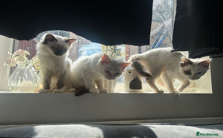 Ragdoll cats - Advert 10