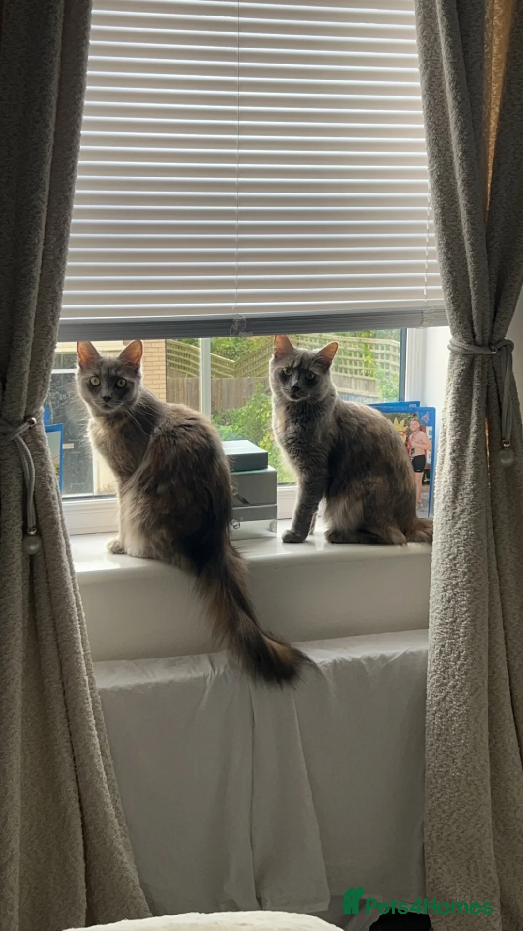 Maine Coon cats for sale: TWO FEMALE CATS - Advert 1
