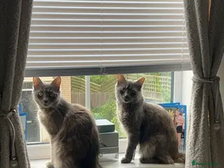 Maine Coon cats TWO FEMALE CATS - Advert 15