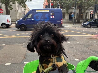 Cavapoo dogs - Advert 1