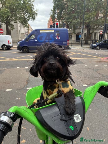 Cavapoo dogs - Advert 1