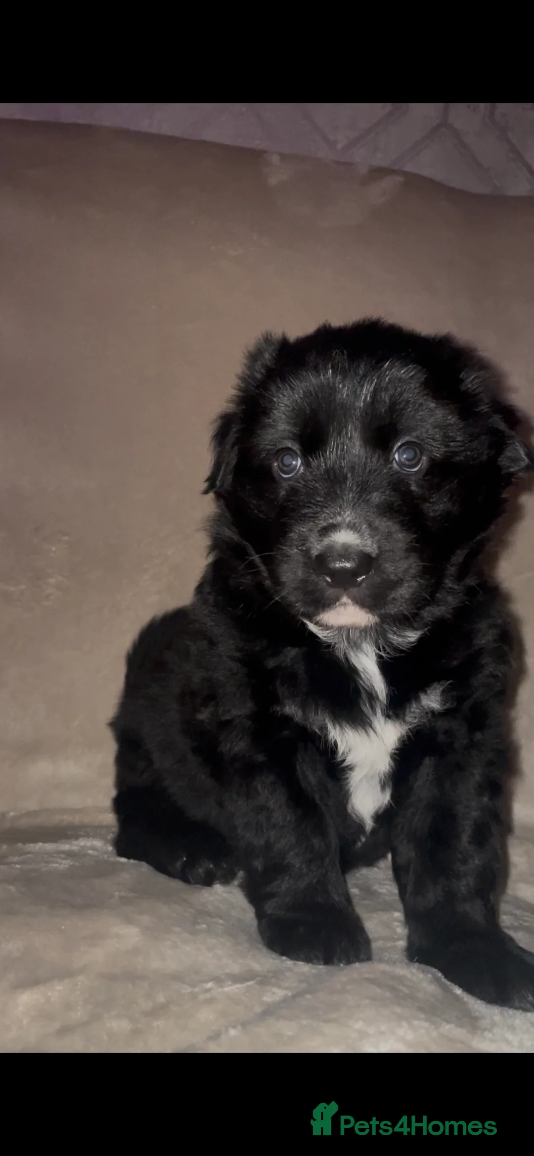 Mixed Breed dogs for sale: ⭐️💕 2 confident border collie x GSD girls 💕⭐️ - Advert 6